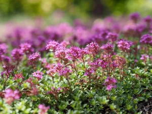 Thyme 'Creeping Lemon'