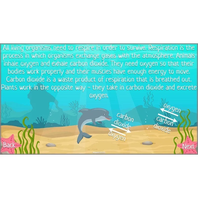 Under the Sea Topic