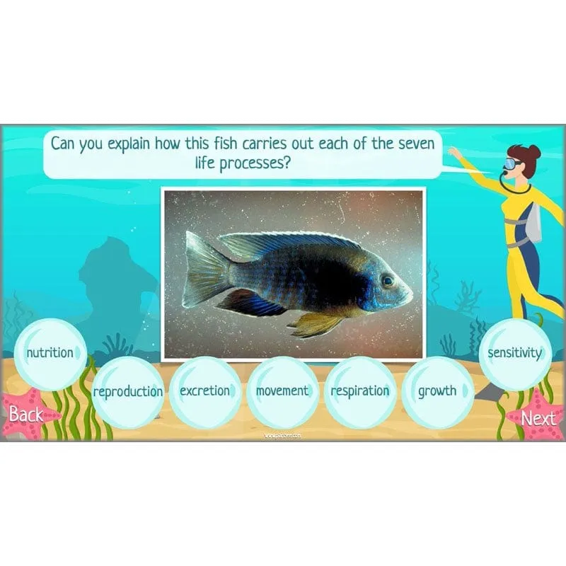 Under the Sea Topic