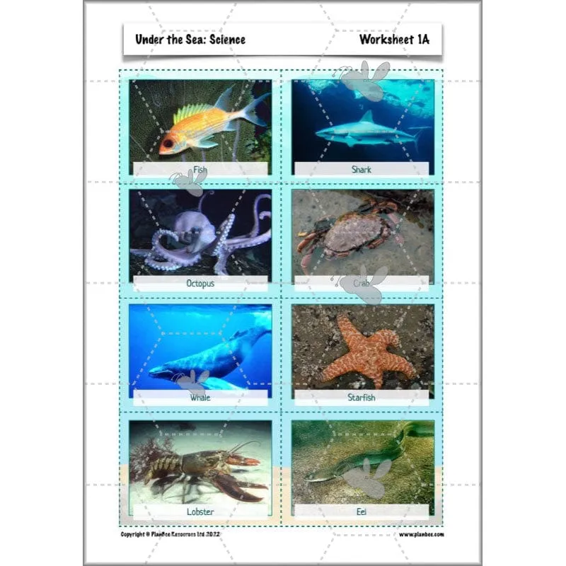 Under the Sea Topic