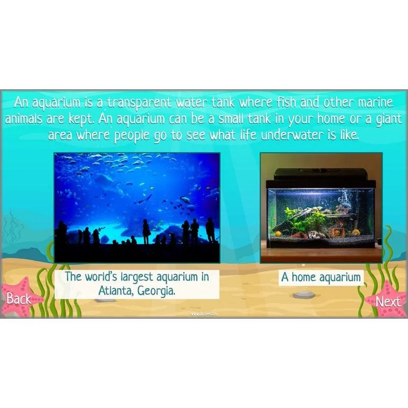 Under the Sea Topic