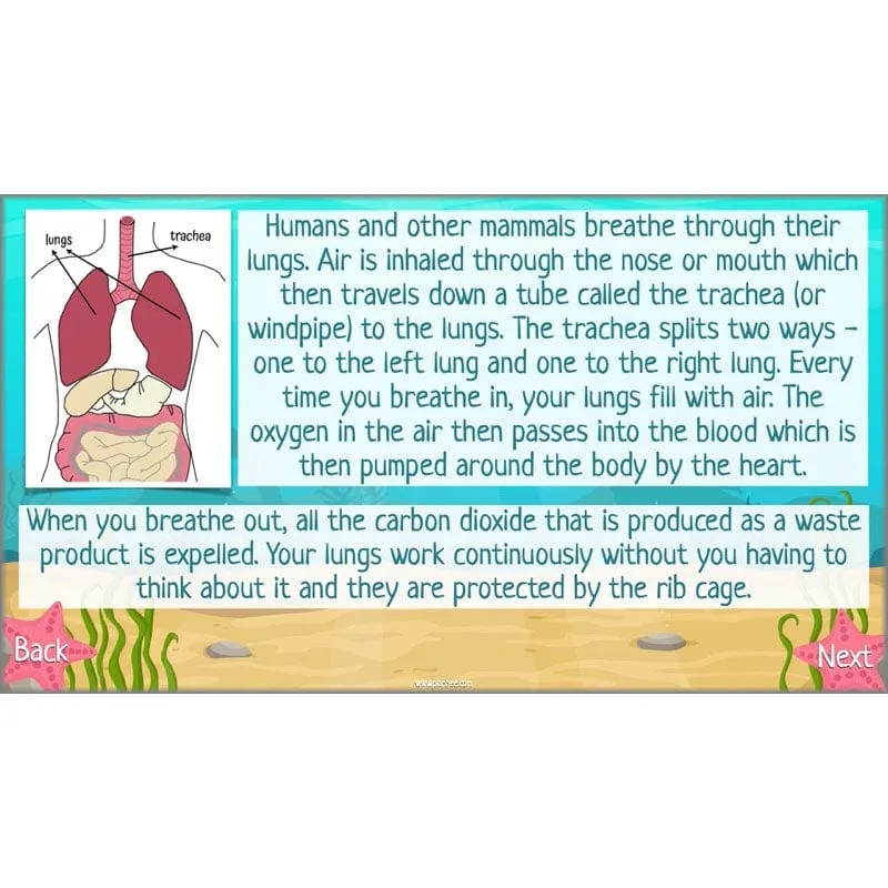Under the Sea Topic