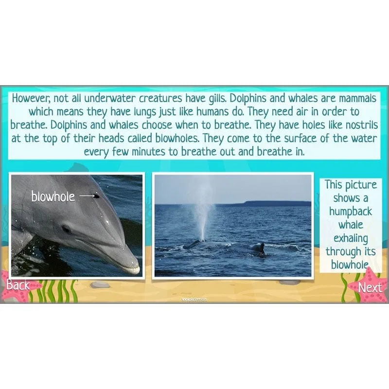 Under the Sea Topic
