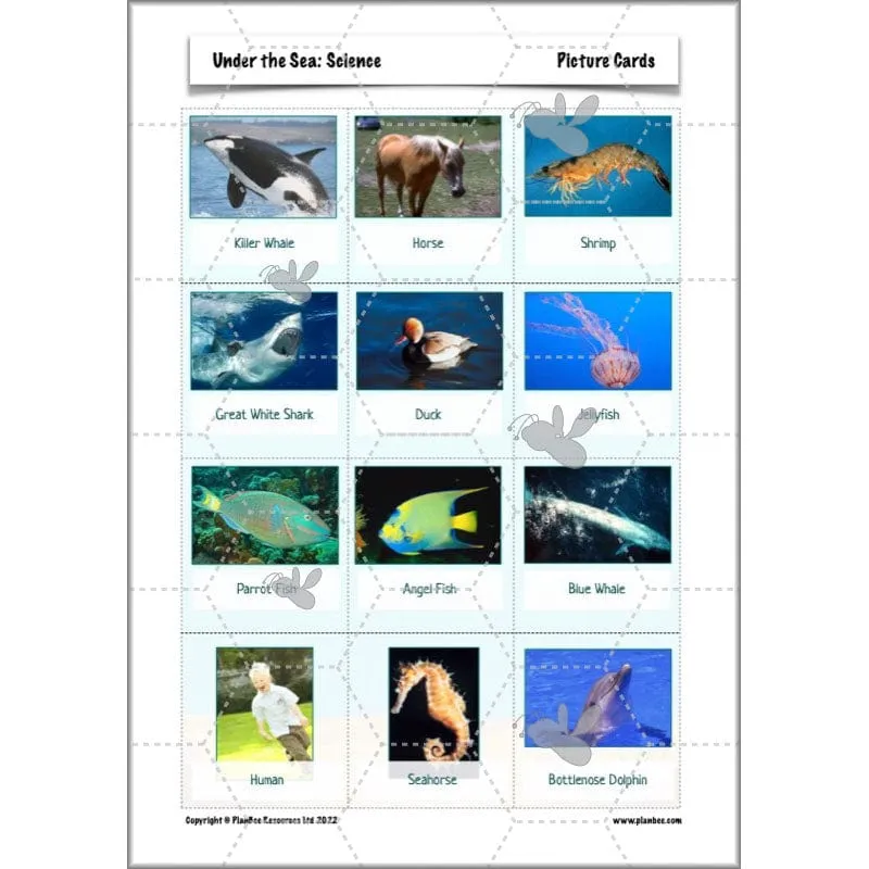 Under the Sea Topic